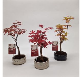 JAVOR JAPONSKI BONSAI L12 CM