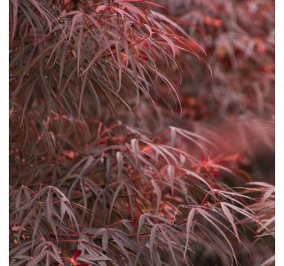 JAVOR JAPONSKI POVEŠAVI NA DEBLU L19 CM