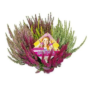 JESENSKA VRESA 5 V SKLEDI L23 CM