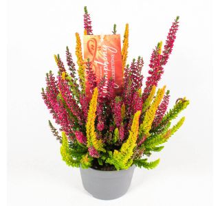 JESENSKA VRESA BEAUTY LADIES SYMPHONY L12 CM