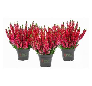 JESENSKA VRESA (CALLUNA BEAUTY LADIES) L9 CM