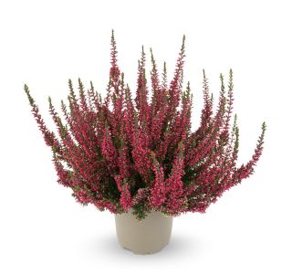 JESENSKA VRESA (CALLUNA GARDEN GIRLS) L12 CM
