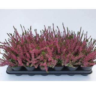 JESENSKA VRESA CALLUNA L9 CM