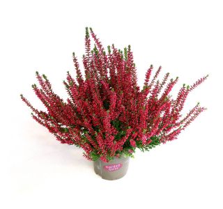 JESENSKA VRESA FRANCA L11 CM