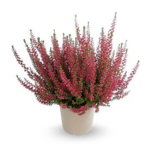 JESENSKA VRESA GARDEN GIRLS RDEČA L12 CM