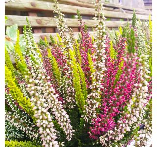 JESENSKA VRESA QUATRO V SKLEDI L23 CM