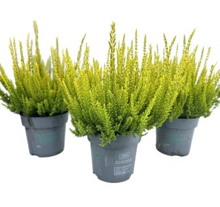 JESENSKA VRESA BEAUTY LADIES L10.5 CM