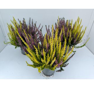 JESENSKA VRESA TWINS VIOLA-RUMENA L10.5 CM