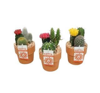 KAKTUS GYMNO TERAKOTA LONČEK L10 CM KAKTUS GYMNO TERAKOTA LONČEK L10 CM