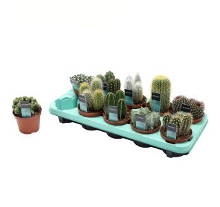 KAKTUS L10 CM KAKTUS L10 CM