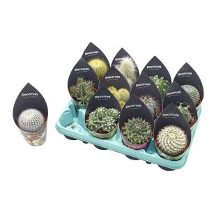 KAKTUS L8 CM KAKTUS L8 CM