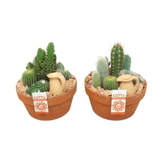 KAKTUS TERAKOTA LONČEK L20 CM KAKTUS TERAKOTA LONČEK L20 CM