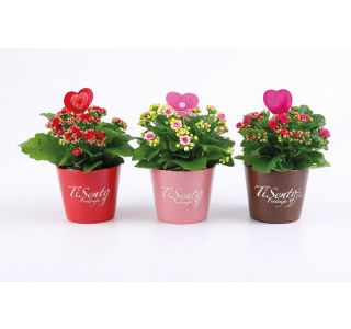 KALANHOJA S SRČKOM L12 CM