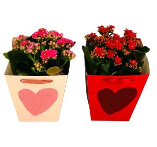 V DARILNI VREČKI L13 CM V DARILNI VREČKI L13 CM