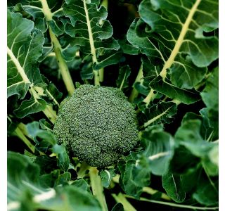 KAPUSNICE BROKOLI 9 KOS LUCKY KAPUSNICE BROKOLI 9 KOS LUCKY