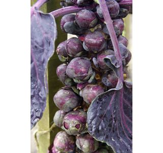 KAPUSNICE OHROVT L8 BRSTIČNI-GLAVNATI-LISTNI