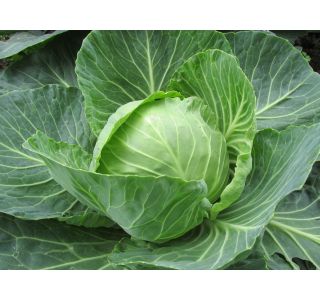 KAPUSNICE ZELJE BELO 6 KOS