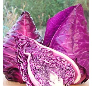 KAPUSNICE ZELJE RDEČE KONIČASTO L8 CM