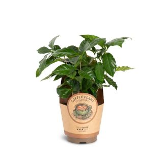 COFFEA ARABICA L11 CM