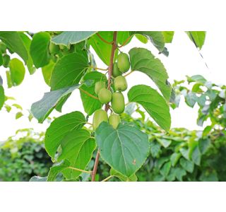 KIVI ACTINIDIA ARGUTA, WEIKI, ISAI L11X11