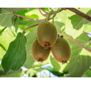 KIVI ACTINIDIA HAYWARD 2L L11X11