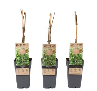 KIVI ATLAS MOŠKA RASTLINA L 2L