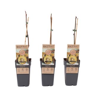 KIVI GOLDEN (ZLATI) ŽENSKA RASTLINA L 2L