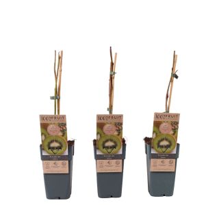 KIVI JENNY SAMOOPLODEN L 2L