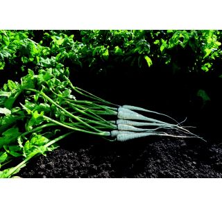 KORENOVKE PASTINAK 9 KOS