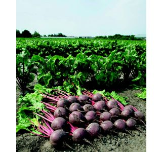 KORENOVKE RDEČA PESA 9 KOS BORO