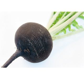 KORENOVKE REDKEV 6 KOS