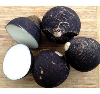 KORENOVKE SADIKE ČRNA REDKEV 9 KOS