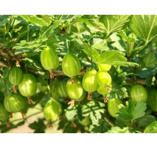 KOSMULJA WHITE SMITH L11