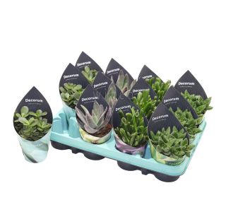 KRASULA MIX L8 CM KRASULA MIX L8 CM