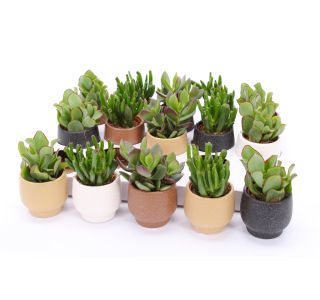 KRASULA V OKRAS. LON. MUMBAI L7 CM KRASULA V OKRAS. LON. MUMBAI L7 CM