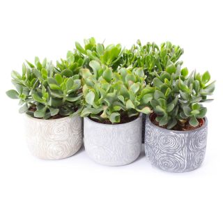 V OKRASNEM LON. TOLEDO L14 CM