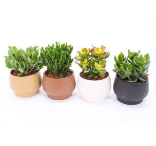 SUKULENT V OKRASNI POSODI DELHI L14 CM SUKULENT V OKRASNI POSODI DELHI L14 CM