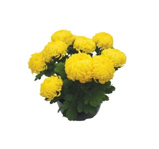 CHRYSANTHEMUM GRANDI- FLORUM L25