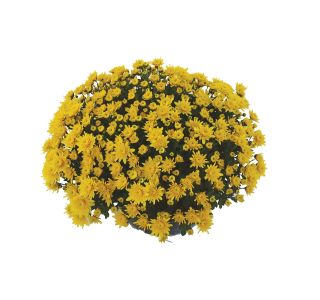 CHRYSANTHEMUM MULTIFLORUM L25