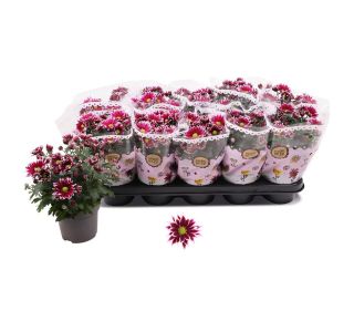 KRIZANTEMA DVOJEN CVET CIAO L12 CM