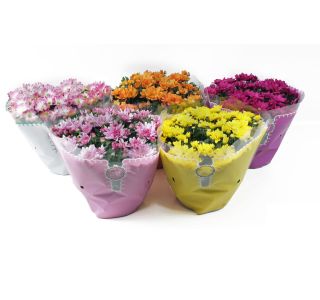 KRIZANTEMA V SKLEDI L23 CM