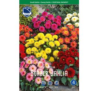 L DALIJA NIZKA MEŠANICA