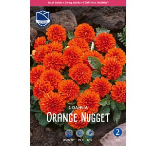 L DALIJA ORANGE NUGGET