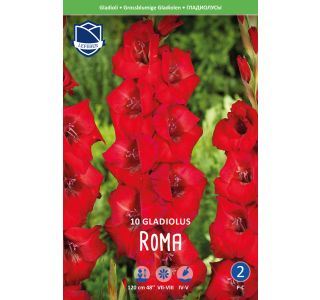 L GLADIOLA ROMA
