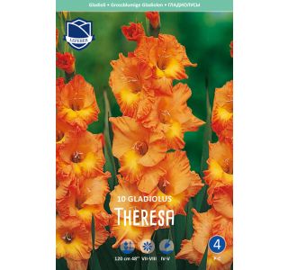 L GLADIOLA THERESA