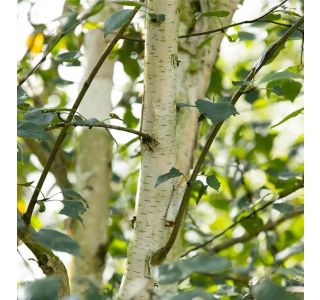 LISTAVEC HIMALAJSKA BREZA L19 CM