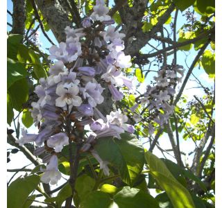 LISTAVEC PAULOWNIA FUTURO L23 CM