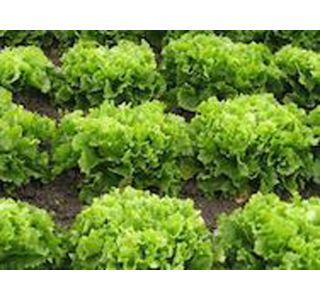 LISTNA ZELENJAVA ENDIVIJA ZELENA 9 KOS