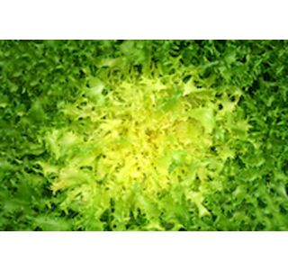 LISTNA ZELENJAVA ENIVIJA KODROLISTNA 9 KOS