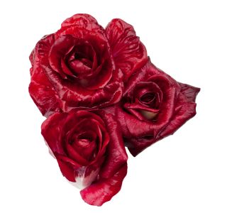 LISTNA ZELENJAVA L'ORTO FRUTTIFERO SOLKANSKI RADIČ 8/1 ISONTINA KUBET